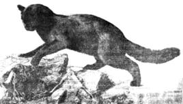 Felis daemon Satunin, 1904. О существовании в Закавказье чёрного дикого кота было известно давно,  Ещё в 1837 году о нём упоминает Гогенаккер, называя его Felis cato afinis, nigra. Под этим описательным названием приводил его и А.Сатунин в своих первых статьях о млекопитающих Кавказа, но название это всё же оставалось всё же “nomen nudum”. Однако оставался вопрос: представляет ли это животное меланическую форму обыкновенного дикого кота (кошки обыкновенно склонны к меланизму) или особый самостоятельный вид? В 1904 году животное научно описал и назвал Felis daemon Sat. А.Сатунин (по имени героя кавказских легенд и поэмы Лермонтова «Демон»). Окраска всего меха однообразная и довольно постоянная. Цвет его от смоляно-черного с лёгким красноватым оттенком до красновато черно-бурого. Цвет этот несколько светлее на брюхе, на внутренней стороне конечностей и на нижней стороне хвоста. По всему телу разбросаны редкие, чисто белые волосы. При удачном освещении можно заметить на боках передней части туловища тёмно-чёрные поперечные полосы. Когти белые, полупрозрачные, с перламутровым блеском. Felis daemon не редкость в горных лесах южных склонов Главного Кавказского хребта. [Н.Я. Динник, 1914; К.А. Сатунин, 1915]. Распространенный на Кавказе черный кот, описанный в начале века как самостоятельный вид Felis daemon, оказался при дополнительном изучении типичным домашним котом черного окраса. Однако, некоторые исследователи считают, что чёрные дикие кошки - это не меланисты, а гибриды от скрещивания с домашними кошками.